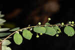 Muscarene Island leaf-flower